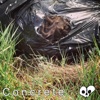 Concrete - Single