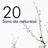 20 Sons da natureza artwork