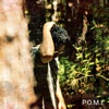 P.O.M.E