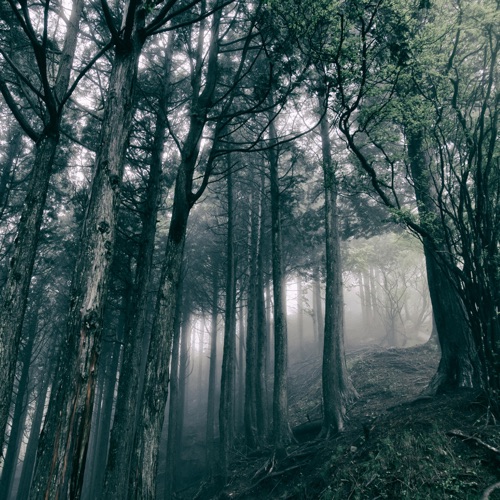 Album artwork of Akira Kosemura – In the Dark Woods