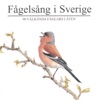 Sångsvan - Sångsvan