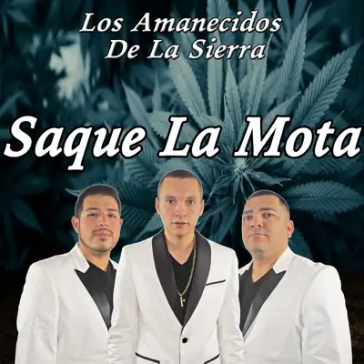 Saque la Mota - Single - Los Amanecidos de la Sierra