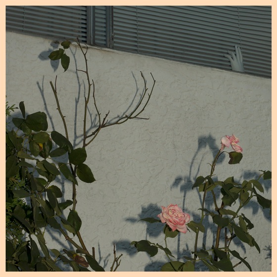 Cover artwork for Trying Not To Die