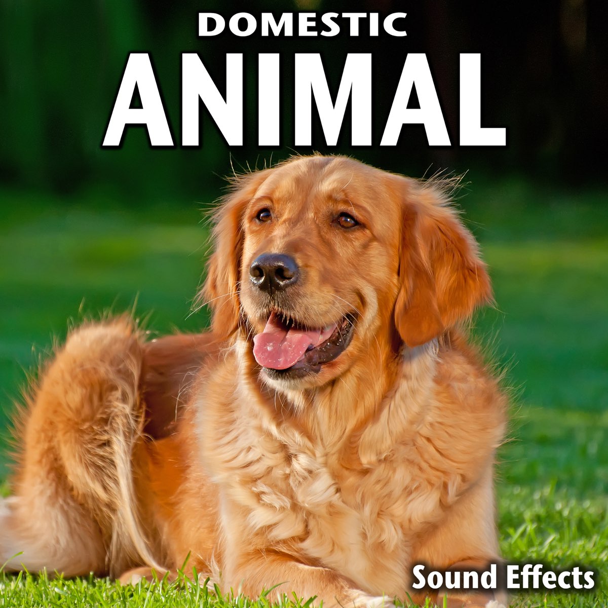 Domestic Animal Sound Effects by Sound Ideas on Apple Music