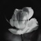 A Dona Aranha - Beli Remour lyrics
