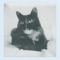 Cats Come to Me - Single
