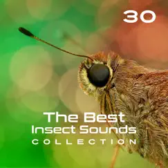 Single Insect Calling Song Lyrics