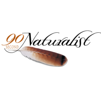 The 90-Second Naturalist podcast