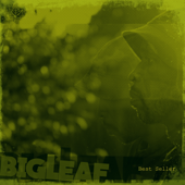 Best Seller - BIG LEAF