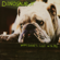 Not You Again - Dinosaur Jr.