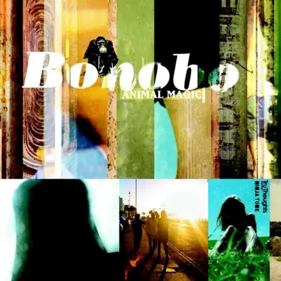 Animal Magic - Bonobo Animal Magic - Bonobo