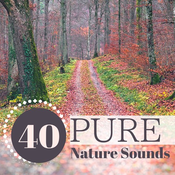Nature Sounds 4 Configuración De Álbum Ocean Waves  Bosque 