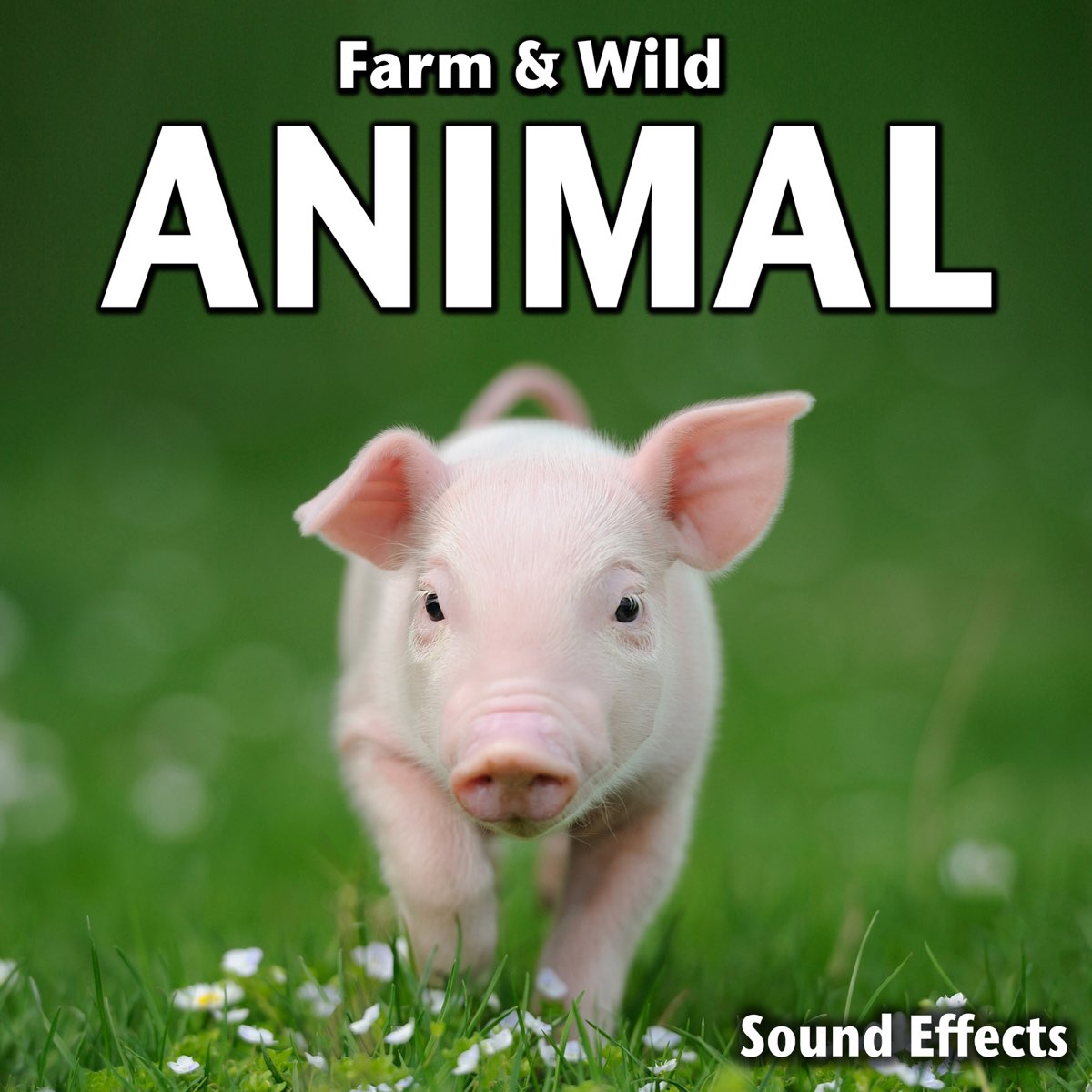 Farm & Wild Animal Sound Effects by Sound Ideas on Apple Music