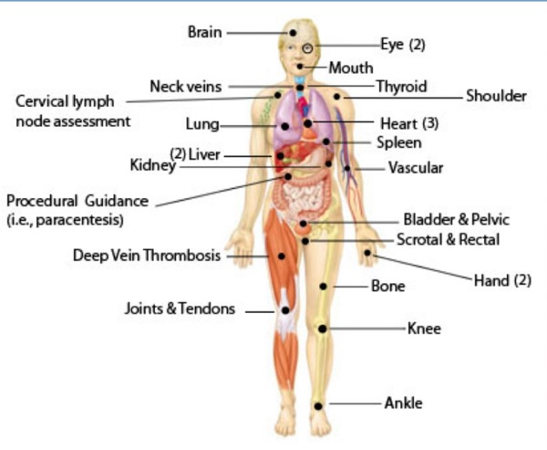 MS2 - Ultrasound in MedEd cover