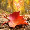 Comme Une Feuille Morte - Single