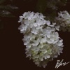 Blum - Single