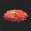 Jacana People - Fall Again (feat. Temm)