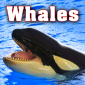 Humpback Whale Calls & Grunts - Sound Ideas