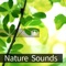 Nature Sounds New Zealand artwork