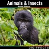 Digiffects Sound Effects Library - Frog Laughing
