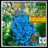 Sonidos Naturales Binaurales para Dormir: Sonidos de la Selva Con las Lluvias de Curación: 120 Minutos Edición Especial album lyrics, reviews, download