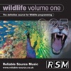 Reliable Source Music - Busy Insects