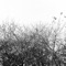 Bird of Spring - Simon Joyner lyrics