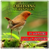 Fågelsång i gryningen: ljud av naturen artwork