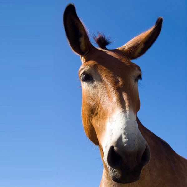 Mule Bites cover