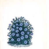 Flora artwork