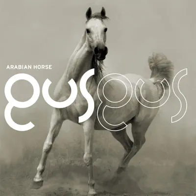 Arabian Horse - Gus Gus Arabian Horse - Gus Gus