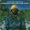 Lonnie Liston Smith & The Cosmic Echoes - Summer Nights - on Eclectronica
