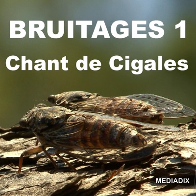 Mouettes Bruitage Bruitages Shazam