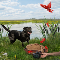 Sheila Webster Boneham - The Money Bird: An Animals in Focus Mystery (Unabridged) artwork