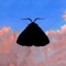 Romeo (Empress of Remix) - Chairlift lyrics
