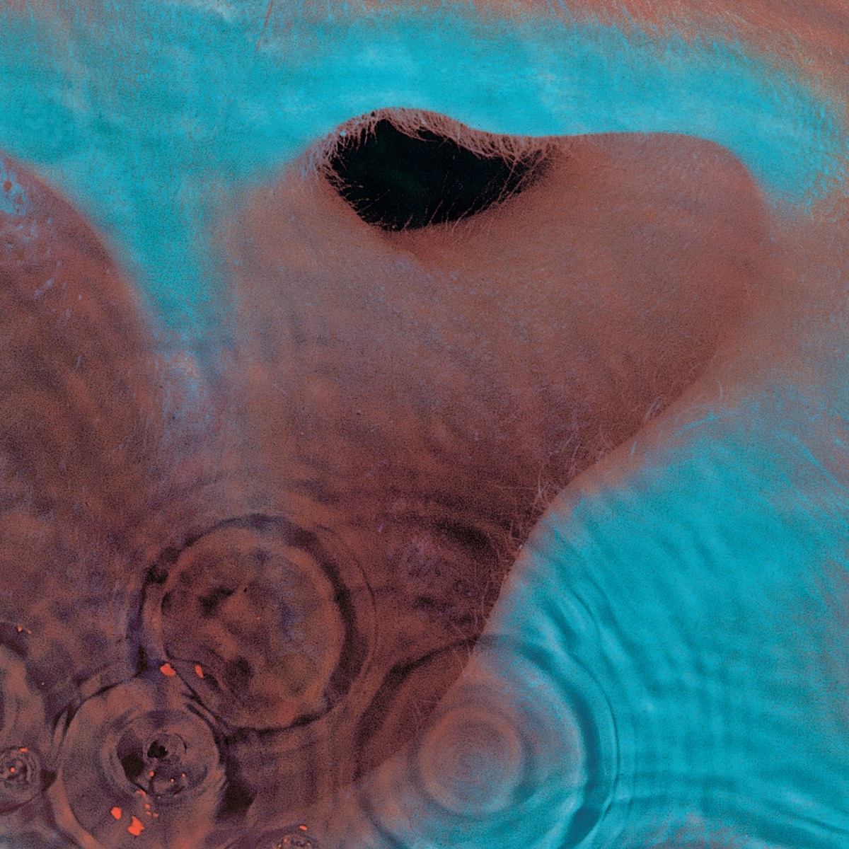 Meddle Album Cover by Pink Floyd