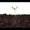 Oh in the Beginning - Single