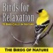 Magnolia Warbler - The Birds of Nature lyrics