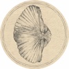 Billingsella Corrugata - Single, 2015