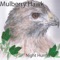 Night Hunter - Mulberry Hawk lyrics