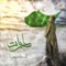 صلوات - Basim Karbalaei lyrics