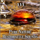 111 Pure Nature Restorative Sounds: Relaxing Music, Serenity Sleep Songs, Deep Rest, Pure Massage Music, Healing Spa, Yoga Exercises, Mindfulness Meditation & Study artwork