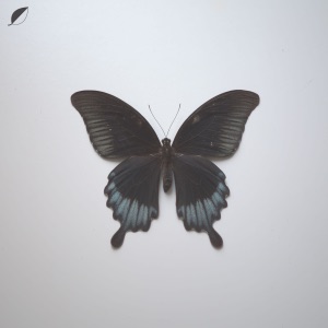 All Comes / Notes - Single