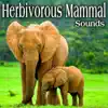 Herbivorous Mammal Sounds album lyrics, reviews, download