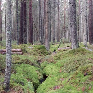 Skogspodden