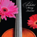 Pachelbel Canon in D - Pachelbel String Quartet