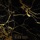 Neus - Black Gold
