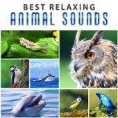 Best Relaxing Animal Sounds: Whale Sounds, Singing Birds, Croaking Frogs, Screeching Dolphins, Tapping Woodpecker, Hooting Owls, Crickets Chirping artwork