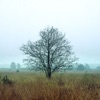 Gallows Tree (feat. John Blake) - Single