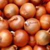 BlondeOnion - Roubles, Pounds & Shekels